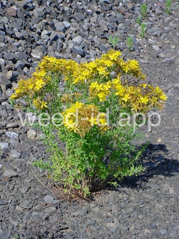 St. Johnswort, common